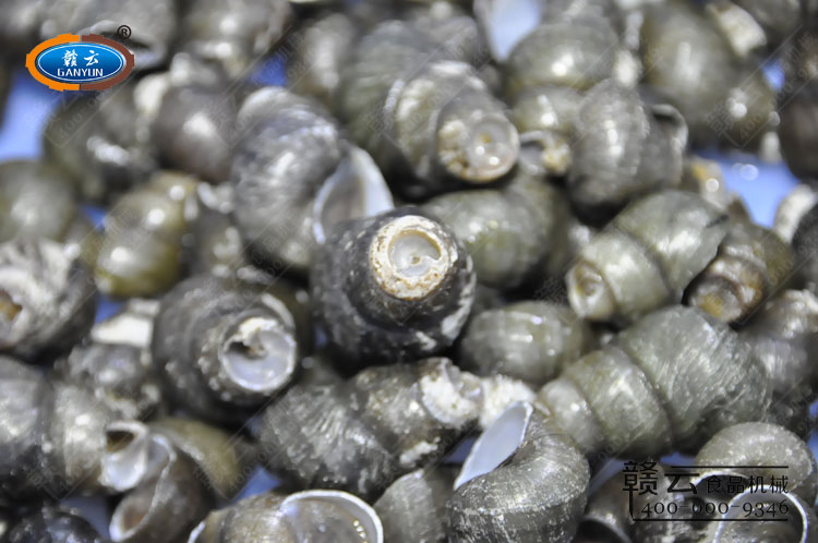 剪好的田螺特寫圖